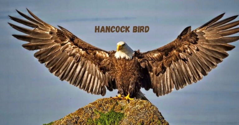 hancock bird meaning